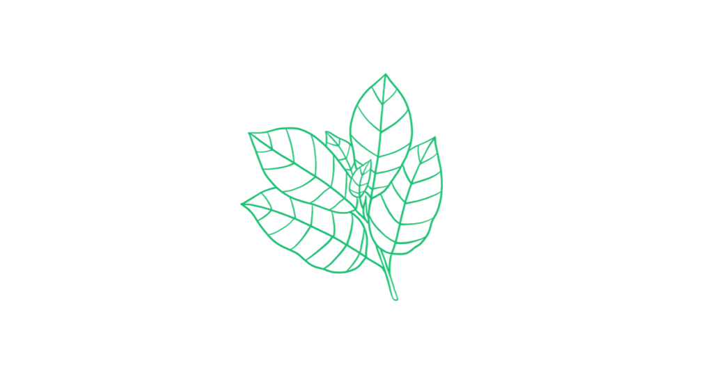 Blog header image depicting a simple Kratom leaf from Bedrock Botanicals, The image visually represents the diverse and unique Kratom strains discussed in the article, including White Maeng Da and Red Bali, set against a backdrop that evokes natural and traditional themes