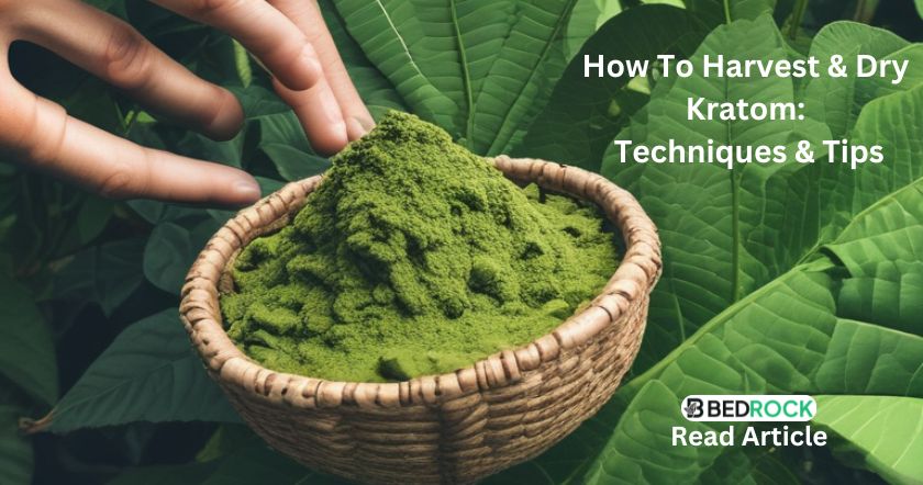 kratom-harvest-and-drying-tips