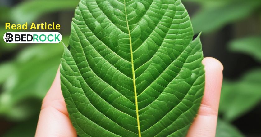 Benefits Of Green Kratom