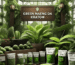 Green Maeng Da Kratom Vs Other Strains: What sets it apart?