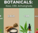 Kratom Vs Other Botanicals (Kava, CBD, Ashwagandha): Which Is Better For You?